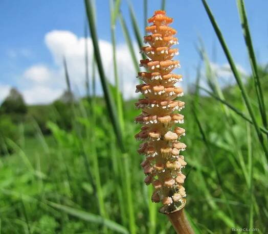 Přeslička rolní (Equisetum arvense)
