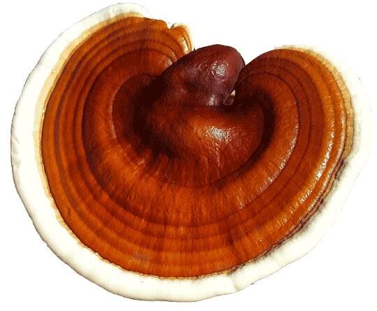 Houba Reishi
