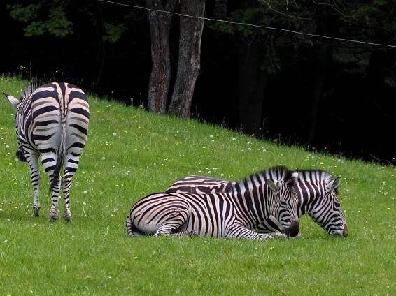 Safari park Dvůr Králové - ZOO