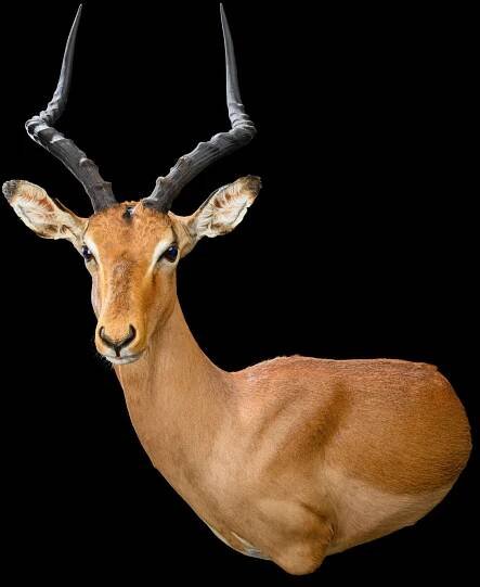 IMPALA Taxidermy South Africa