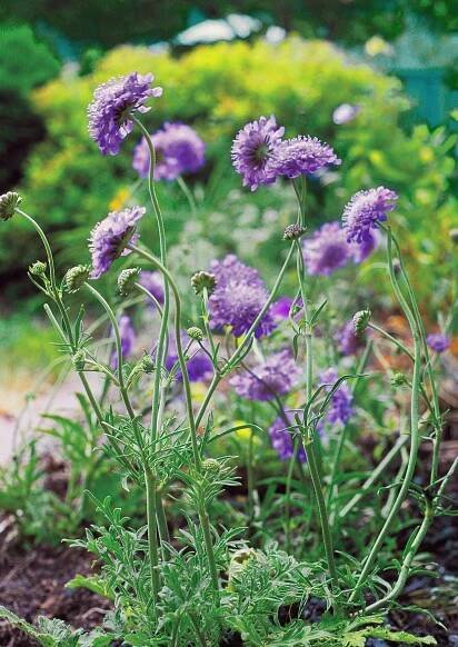 pincushion flower scabiosa with blue perennial flowers