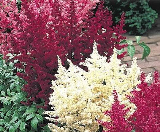 Čechrava Arendsova mix - Astilbe arendsii mix