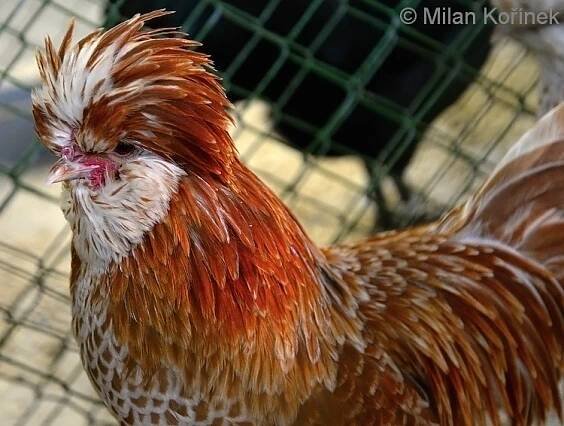 Gallus gallus f. domestica "Paduane Bantam" (paduánka zdrobnělá) | BioLib.cz