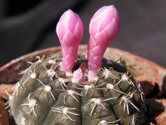 Gymnocalycium ragonesii