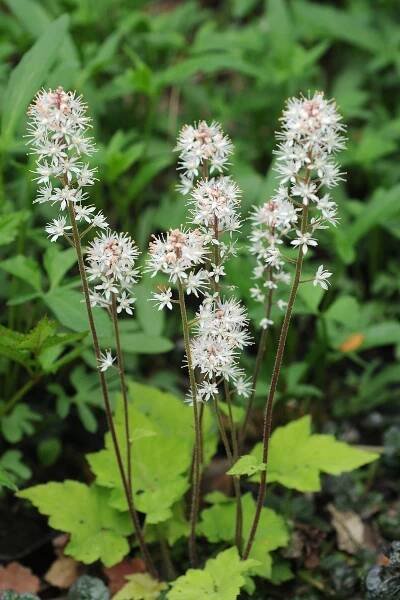 Tiarella cordifolia (Tiarela srdčitá) - eshop, prodej, semena, rostliny, pěstování, fotografie, množení, popis, atd