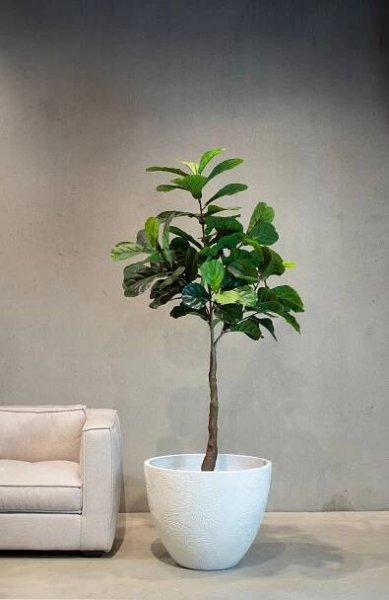 Geigenfeige - Ficus Lyrata, Kunstpflanze 152 cm 