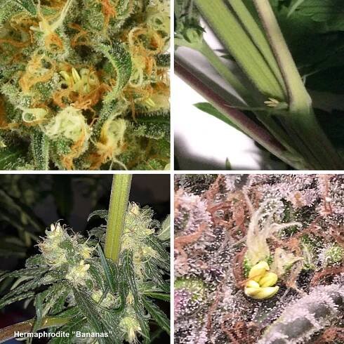 Bananas in Hermaphrodite cannabis plant picture