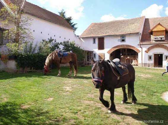 českomoravský belgik, minihorse, miniappaloosa, minipony, , miniappaloosa hřebec | ZOOfarma
