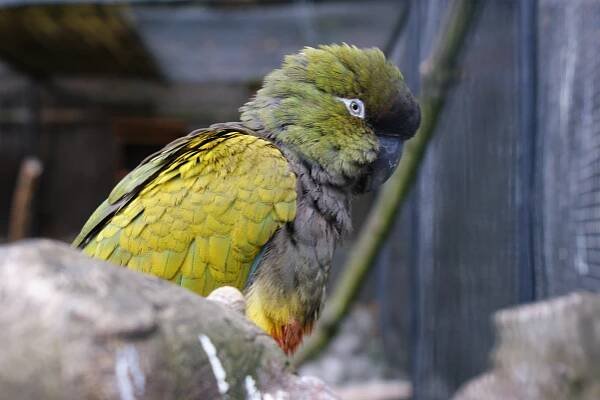Burrowing parrot - Wikipedia