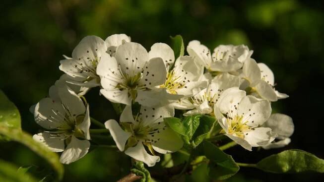 Hrušeň obecná / Pyrus communis