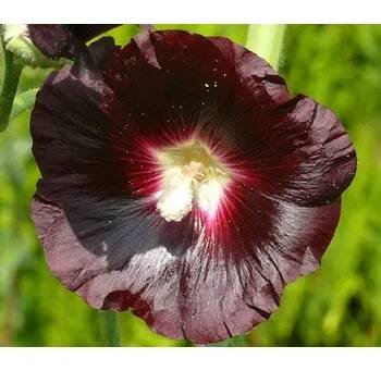 Topolovka růžová var. nigra - Alcea rosea var. nigra Květník o průměru 11 cm