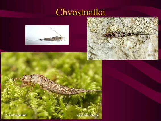 Chvostnatka 
 