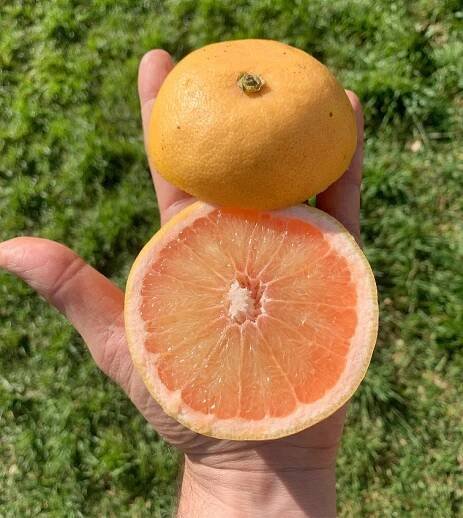 Red Blush Grapefruit, juicy, sweet and fragrant - Seville Oranges