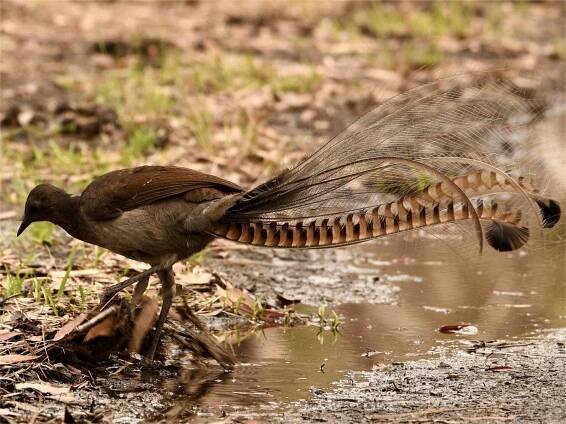 25-facts-about-lyrebird
