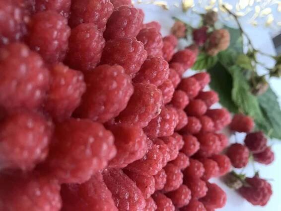 Raspberry Blackberry - Obrázek 18