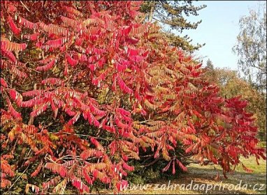 podzimně vybarvený strom škumpa
