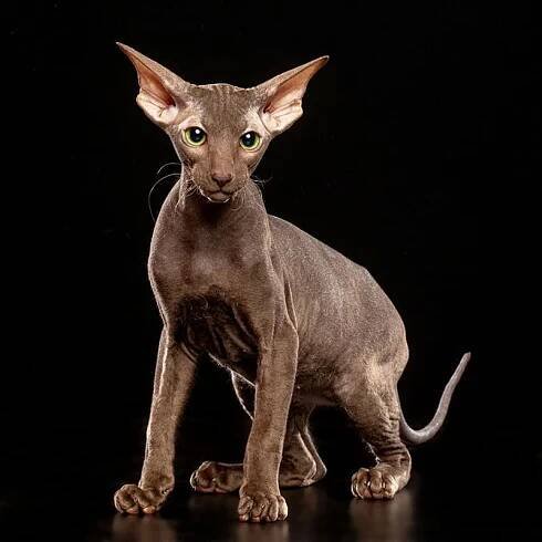 The Peterbald is one of the most expensive cat breeds
