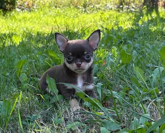Čivava krátkosrstá s PP | iFauna.cz