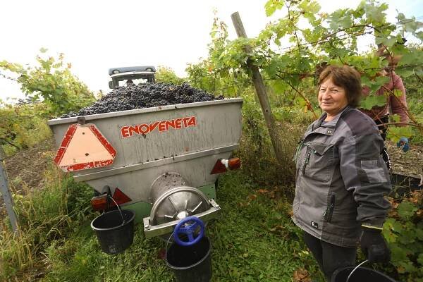 PODÍVEJTE SE: Vinobraní u Bettiny Lobkowicz na Mělníku je v plném proudu
