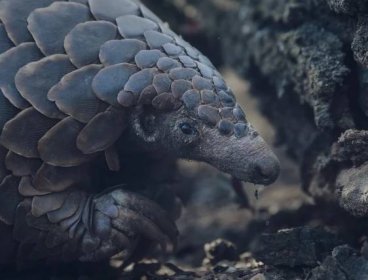 Saving Africa's Pangolins - Interview with Prof Ray Jansen