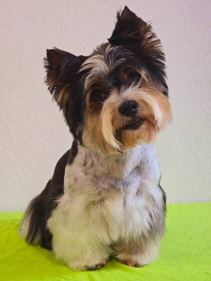 Stříhání biewer teriéra na přání. Psí salon DOG MAX Ostrava