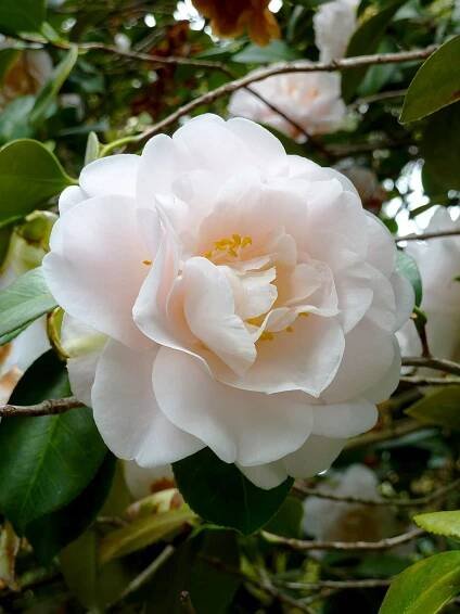 pink camellia japonica julia france