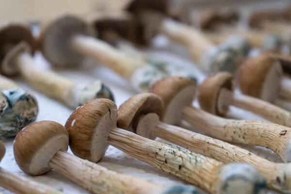 Comparing Psilocybin Mushrooms and Truffles: How Are They Different?