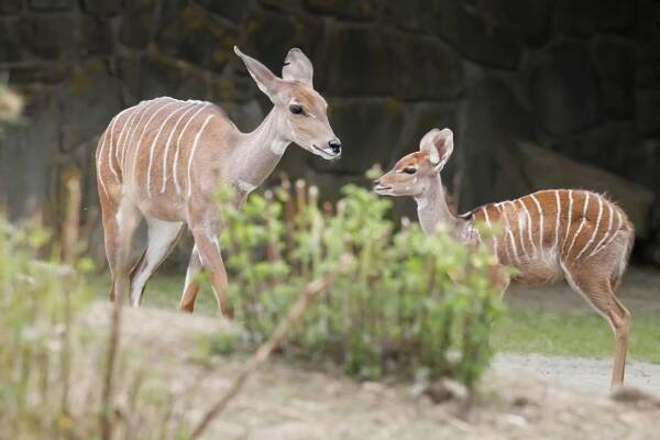 Největší chované stádo kudu malých na světě! Elegantní sudokopytníky uvidíte ve dvorském safari | Hradec Králové