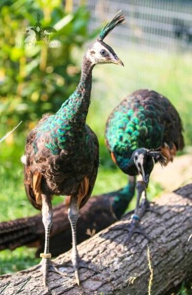 Juvenile Green Peafowl