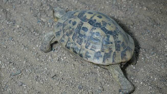 EXOTIKA 2016: ptáci, plazi, savci a akvarijní ryby z pěti kontinentů světa v Lysé nad Labem | RadaVeterináře.cz 