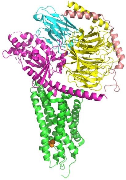 Olfactory receptor - Wikipedia