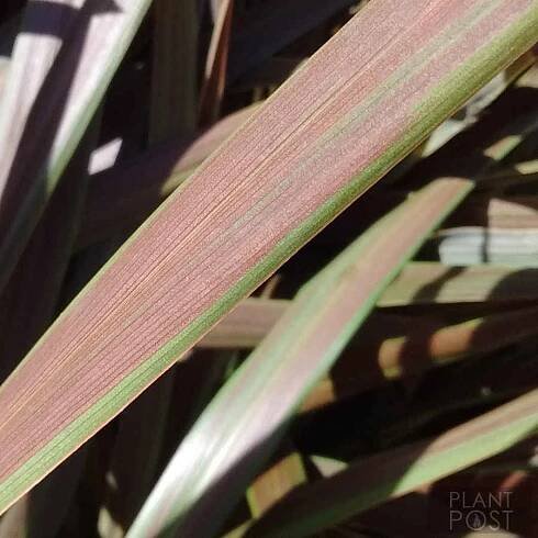 cordyline australis eurostripe