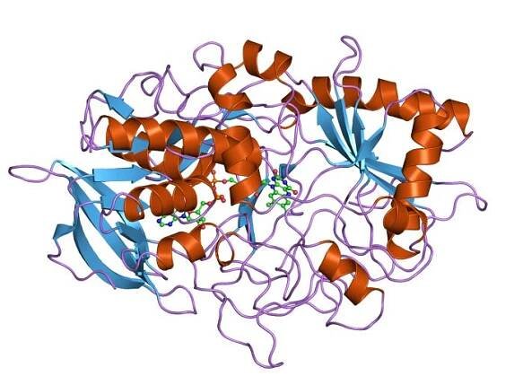 Glucose-methanol-choline oxidoreductase family