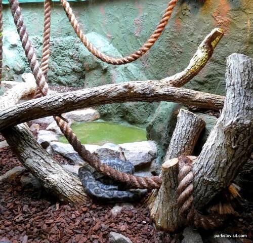 Dudley Zoo_062018 (20)