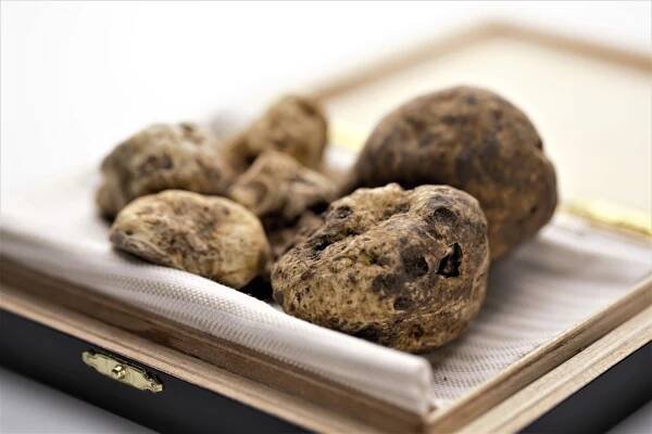 Funghi – Trattoria da Oscar a Lonato
