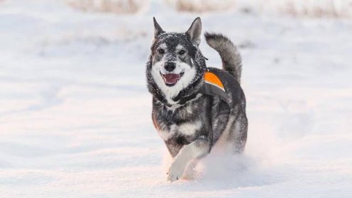 Švédský losí pes má vzhled vlka, je to ale skvělý společník