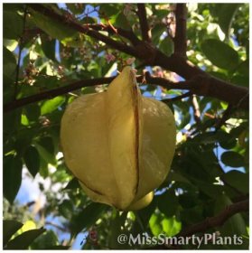 Growing Starfruit