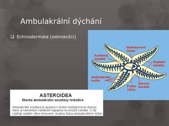 PPT - Dýchací soustava PowerPoint Presentation, free download - ID:2199462