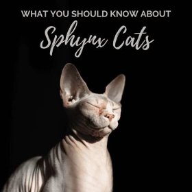 Sphynx Cats: What You Should Know Before You Buy One