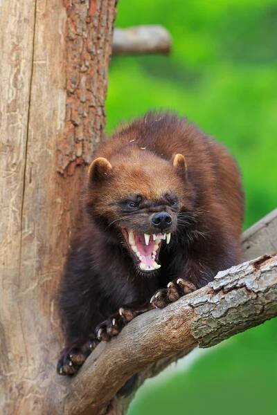 Wolverine in detail close up — Stock obrázek
