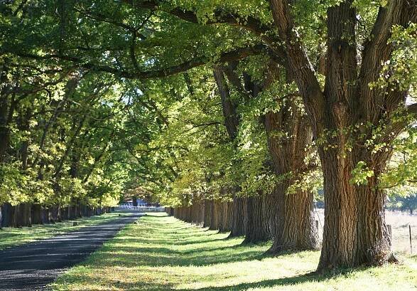 Elm trees