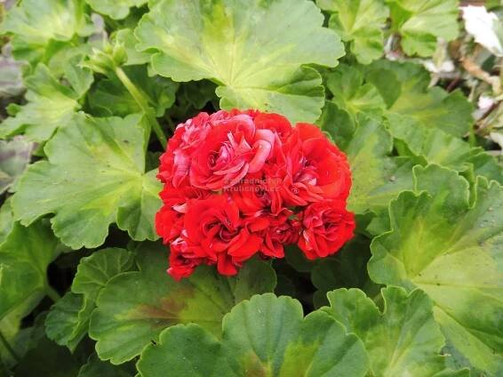 Pelargonium " Summer Rose Tina " - muškát růžičkový Zahradnictví Krulichovi - zahradnictví, květinářství, trvalky, skalničky