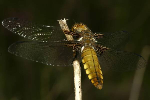 Libellula depressa depressa - vážka ploská
