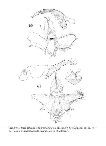 Scientific Illustrations – Kevin Wiseman