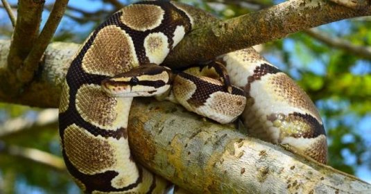 ▷9 nejchovanějších druhů hadů v ČR i ve světě
