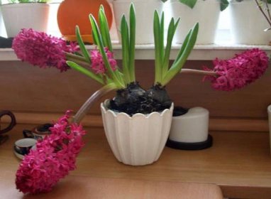 Hyacint v květináči - jak udržet rostlinu po odkvětu