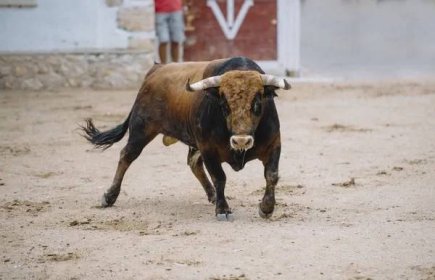 Bull v býčí zápasy. — Stock fotografie