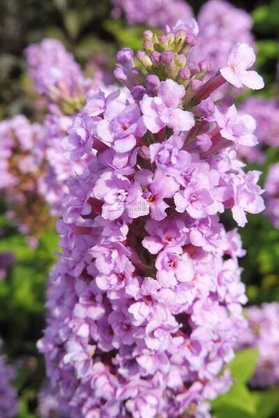 Buddleja davidii " High Five Purple " ® - komule davidova, motýlí keř Zahradnictví Krulichovi - zahradnictví, květinářství
