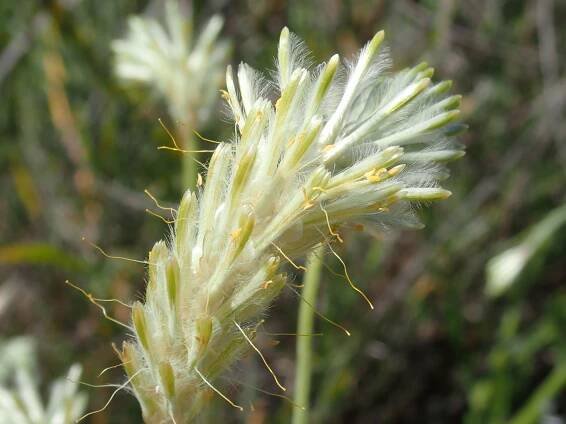 Ptilotus polystachyus