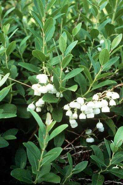 Soubor:Zenobia pulverulenta.jpg – Wikipedie